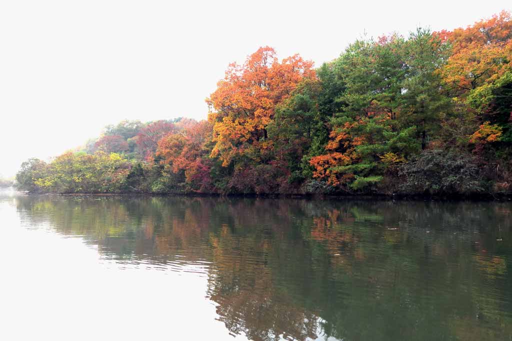 秋の野池