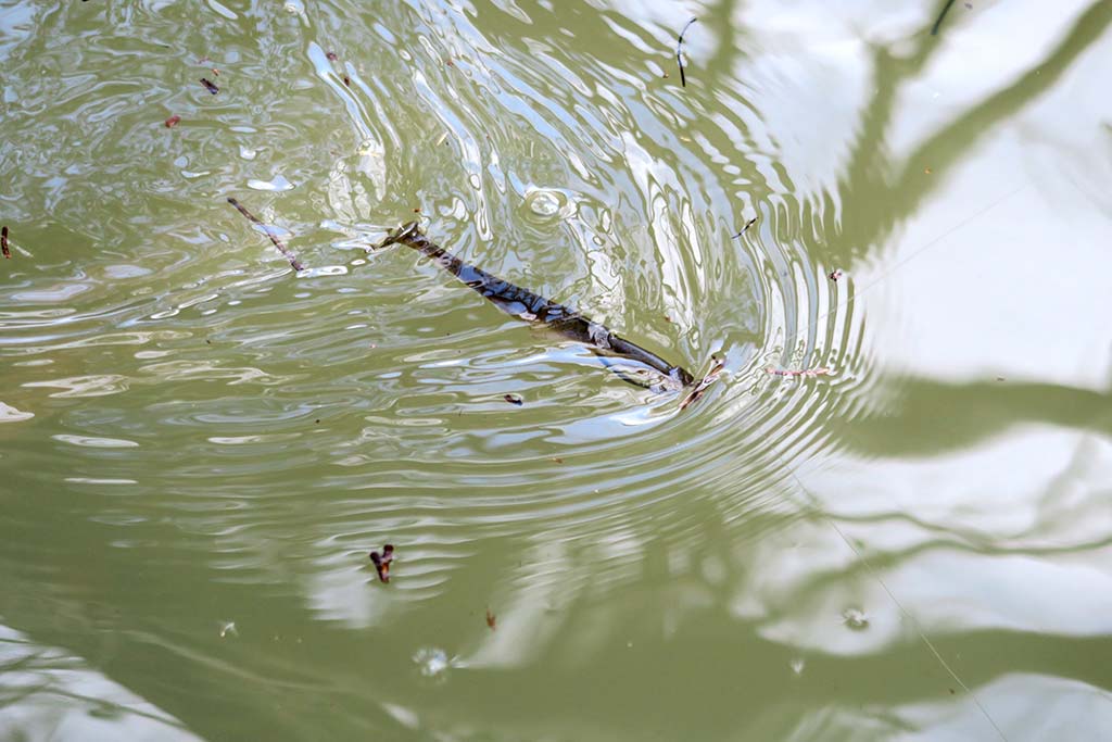 サカマタスイマー
